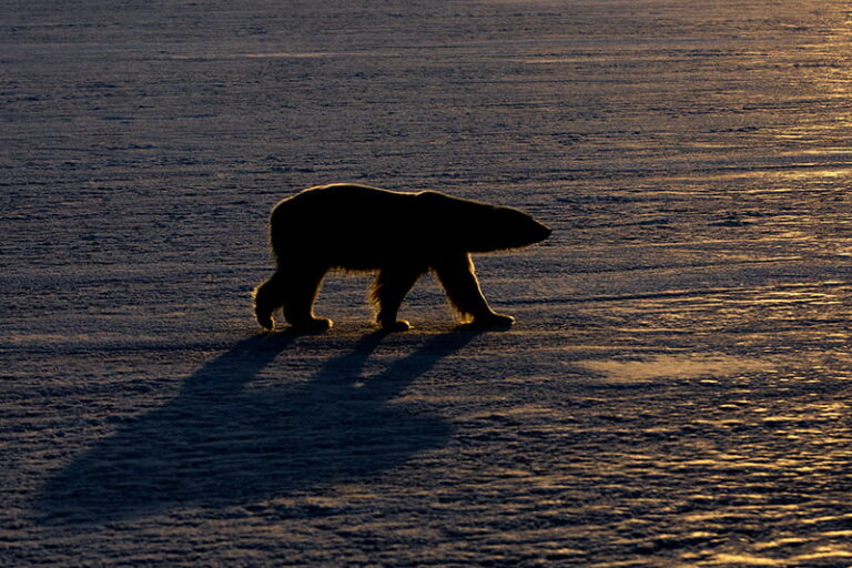 Svalbard Expedition 2027 – Exclusive Photo Mentorship & Reservation