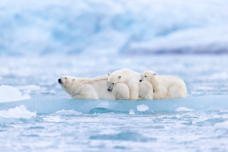 Svalbard Expedition 2027 – Exclusive Photo Mentorship & Reservation