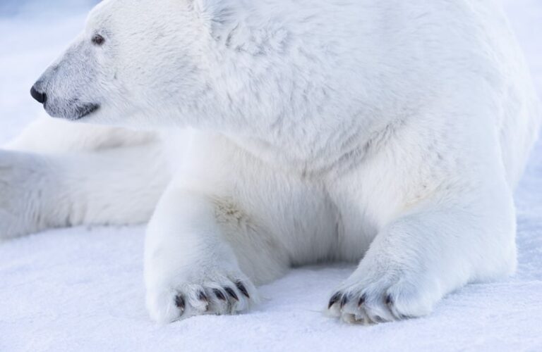 Svalbard Expedition 2027 – Exclusive Photo Mentorship & Reservation